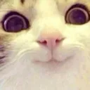 z_czcatstare2