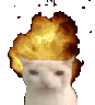 catgoboom