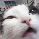 cat_high