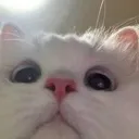 a_catpeek