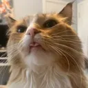 mittens