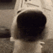 sniff3 Discord emoji