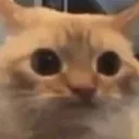 Orangecat Discord Emoji