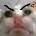 angricat angricat