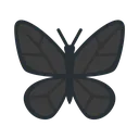 butterfly_black