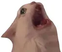 cat_rage