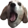 OhMyDog