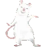RatVibe