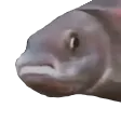 pausefish
