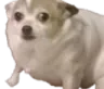 ConcernedDog