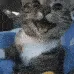 ilovethiscat