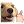 doglike