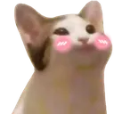 Popcatblush
