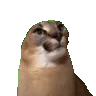 floppaJam