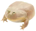 wednesdayfrog Discord Emoji