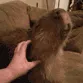 Capystroke