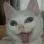 catjoy