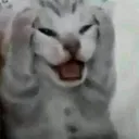 KittyNotLikeThis KittyNotLikeThis
