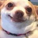 dogsmilee