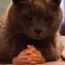 cat_trade
