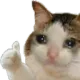 catthumb