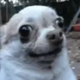 WeirdDog
