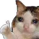 cat_cry Discord emoji