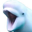 BelugaPog BelugaPog