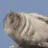 seal_explode_gif