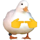 shyduck shyduck