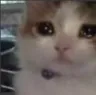 catsad3