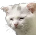 CatSad