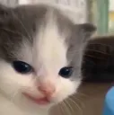 b_catzinho