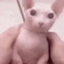 Bingus_Pat Bingus_Pat