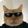 Catlooking
