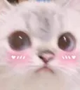 Catblush