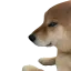 DogeSus2