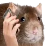 RatPhone