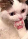 catOGH