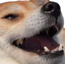 dogjoking