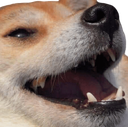 dogjoking custom emote - Jewish Community