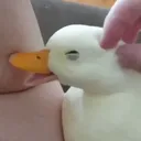 happy_duck