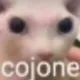 cojone cojone