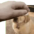 pat_rooooooon