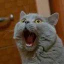 omgkitty