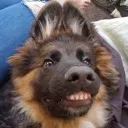 teef