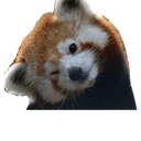redpandatilt