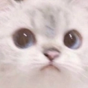 kottttte