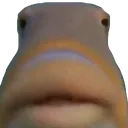 iwak