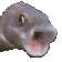 pogfish2